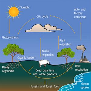 how carbon cycle works